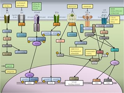 Inflammatory Signaling Pathways in Preleukemic and Leukemic Stem Cells